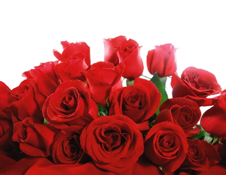 rose-rosse